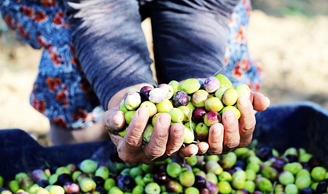 Ayvalık 18’inci Zeytin Hasat Festivali Başlıyor