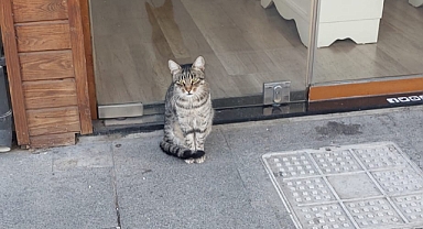 Çanakkale’de her dükkanın önünde bir kedi var