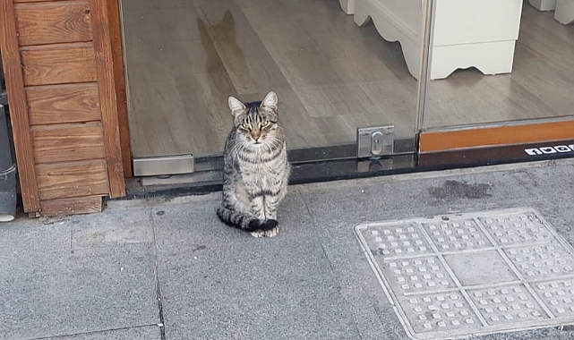 Çanakkale’de her dükkanın önünde bir kedi var