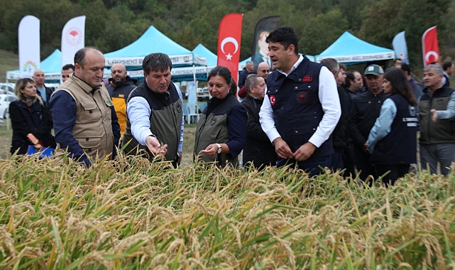 ‘Damlaya Damlaya Çeltik olur’