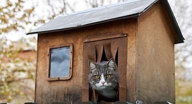 Kedi evi yapmak hiç de zor değil