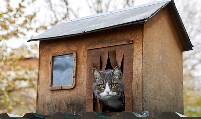 Kedi evi yapmak hiç de zor değil