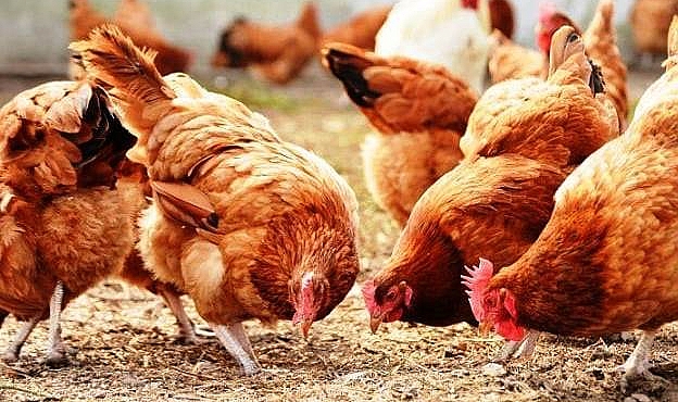 Tavuk Eti Üretimi Arttı