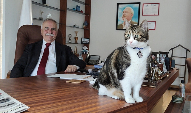 Barış Kedi 8 yaşına girdi