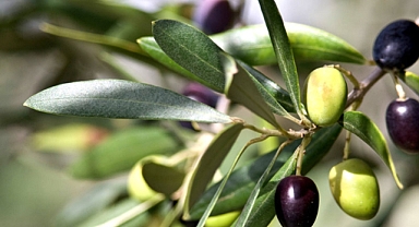 Doğadan gelen mucize: Zeytin yaprağı