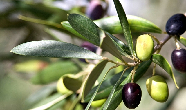 Doğadan gelen mucize: Zeytin yaprağı