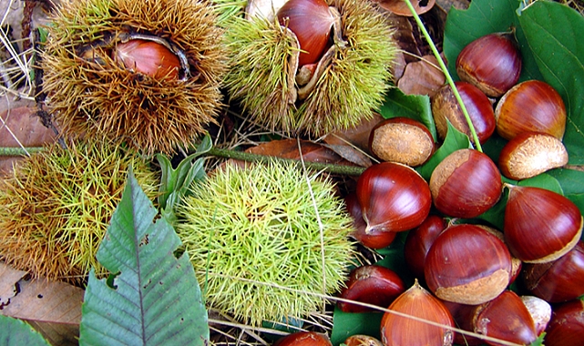Kazdağları köylünün geçim kaynağı