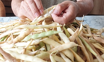 Kazdağları’nın Badalan fasulyesi için hasat zamanı