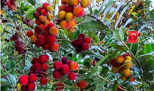 Şimdi tam zamanı