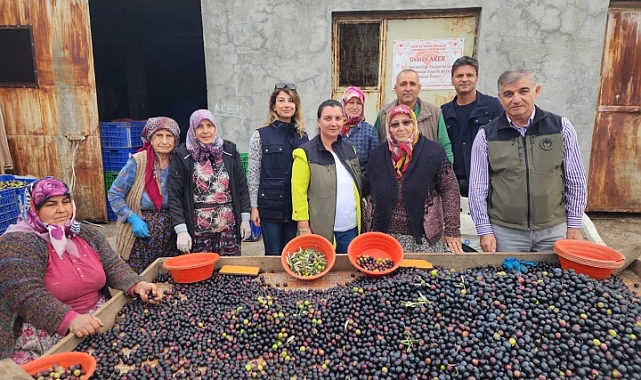 Zeytin hasadı tam gaz sürüyor
