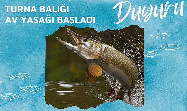 Balıkçılar dikkat! Turna balığı av yasağı başladı
