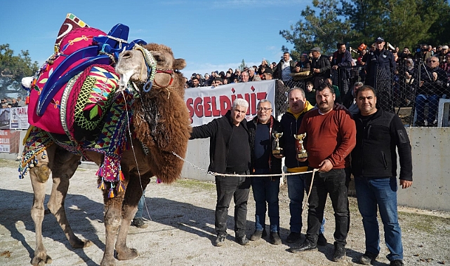 Bayramiç’te Deve Güreşi Festivali düzenlendi