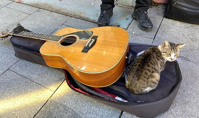 Çanakkale'de kedi gitar çantasında uyuyakaldı