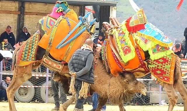 Deve güreşleri festivali 7 ocakta