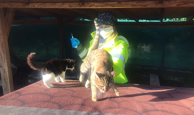 Kedi Köyünde genel sağlık taraması