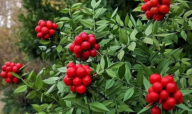 Yılbaşı çiçeği diye bildiğimiz kokinanın ismi nereden geliyor?
