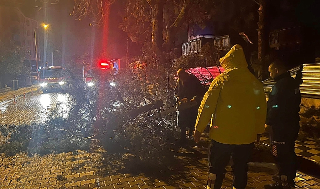 Ezine'de fırtına nedeniyle ağaç devrildi, yol kapandı