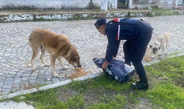 Jandarma sokak hayvanlarının yanında