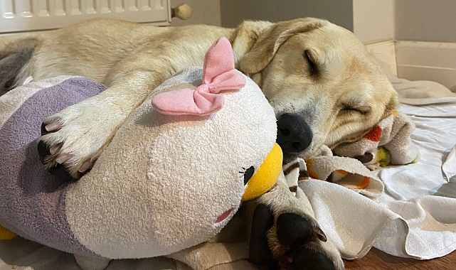 Köpek bakımında dikkat edilmesi gerekenler