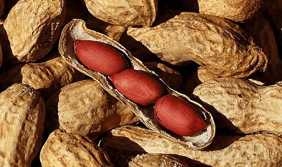 Protein deposu yer fıstığı