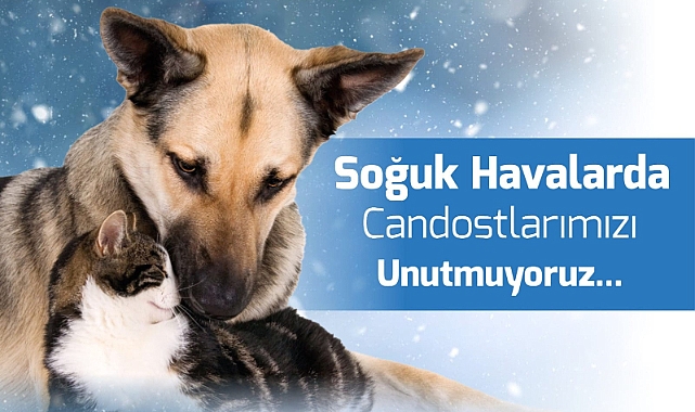 Soğuk havalarda patili dostlara yardım