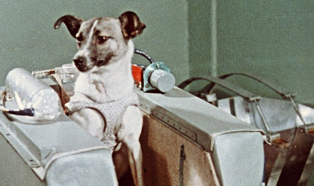 Uzaya çıkan ilk canlı: Laika'nın hikayesi