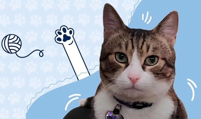 Barış Kedi, Dünya Kediler Günü'nü kutladı
