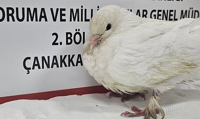 Çanakkale'de evcil güvercin tedavisi tamamlanarak ömürlük bakılacağı yuvasına kavuştu