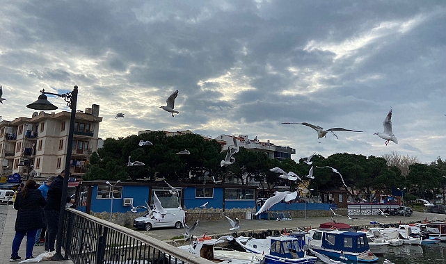 Çanakkale'de martılar renkli görüntü oluşturdu