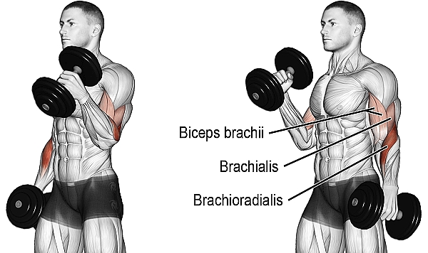 "Hummer Biceps Curl: İleri Seviye Bir Biceps Egzersizi"