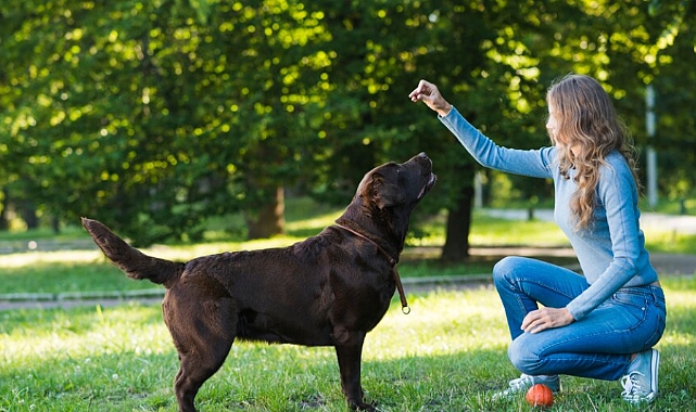 Köpek eğitiminde ödül yöntemi