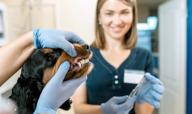 Köpeklerde diş sağlığı