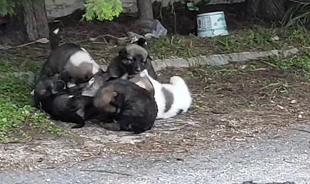 Onların CAN’ı yok mu?