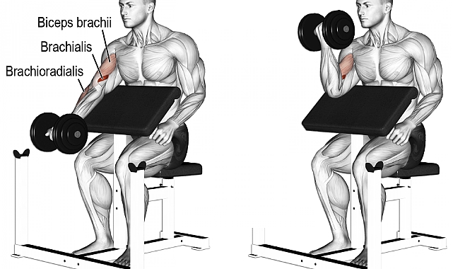 "Scott Curl Egzersizi: Biceps Gelişimi ve Kol Estetiği için Etkili Bir Egzersiz"