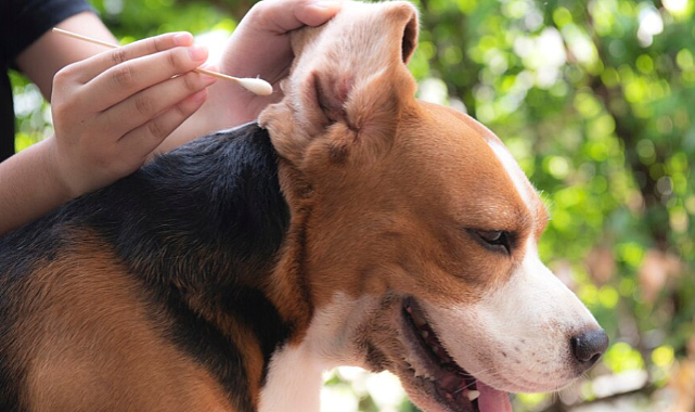 Köpeklerde kulak temizliği ve bakımı