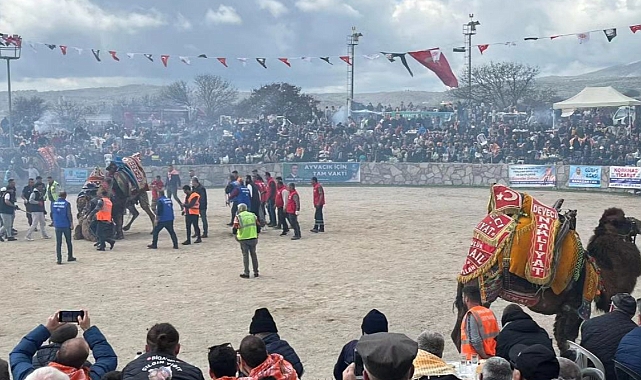 Geleneksel Ayvacık Deve Güreşi Festivali ilgi gördü