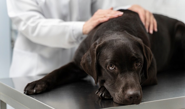 Köpeklerde ateşlenme ve tedavisi
