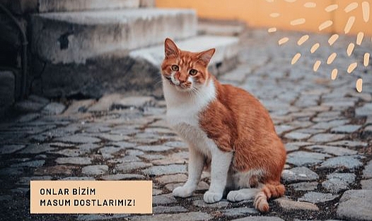 Eceabat Belediyesi'nden sokak hayvanlarına destek çağrısı