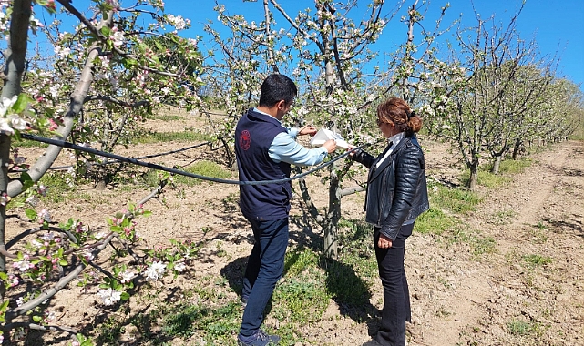 İl Tarım ve Orman Müdürlüğü bitki hastalık ve zararlı takibi gerçekleştirdi