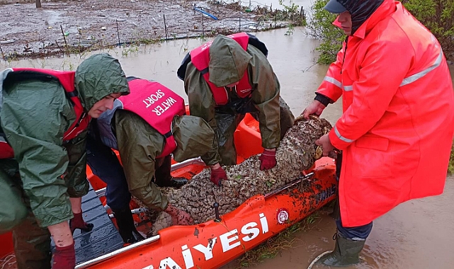 İlçedeki su taşkınında itfaiye ekipleri hayvanları kurtarıyor