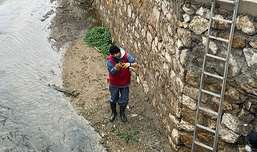 Yaralı Karga Çay'dan kurtarıldı