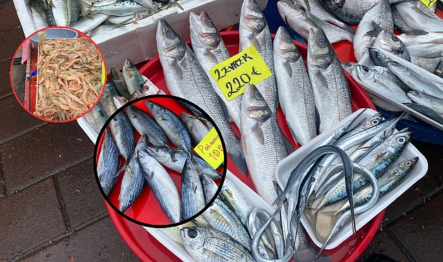 CUMPA güncel balık fiyatları ne durumda?
