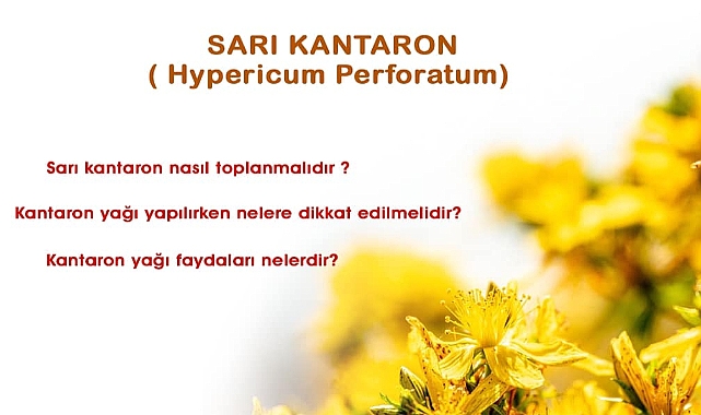 Küçükkuyu'da Sarı Kantaron konuşulacak