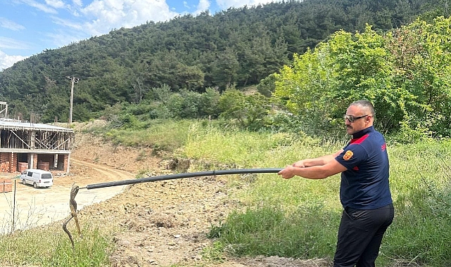 Trafoya giren yılan doğal yaşam alanına bırakıldı