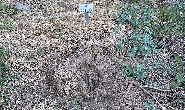 Çanakkale Belediyesi Can Dostlar Hayvan Mezarlığında mezarlar kazıldı