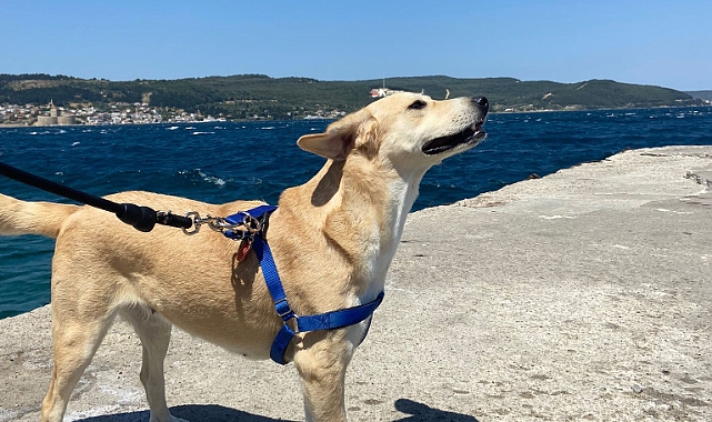 Onlar da bunaldı!