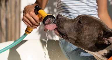 Sıcak yaz günlerinde köpeklerinizi serinletecek lezzetli tarifler