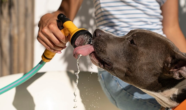 Sıcak yaz günlerinde köpeklerinizi serinletecek lezzetli tarifler