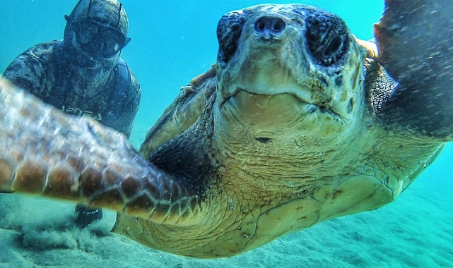 Ünlü dalgıçın caretta caretta sevgisi
