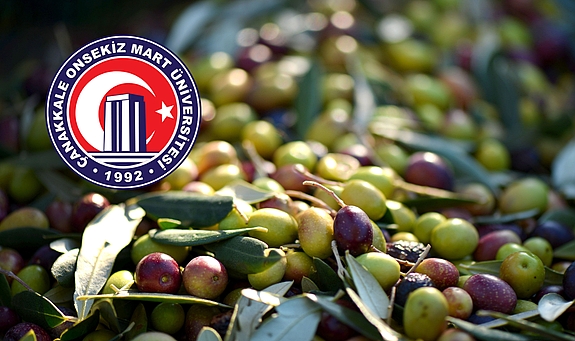 Zeytin üretiminde ÇOMÜ’den önemli adım